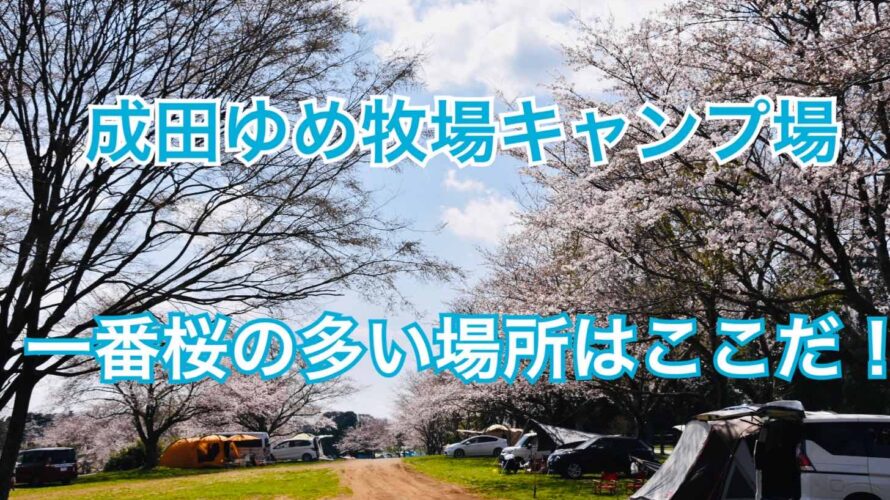 【2021最新お花見情報】成田ゆめ牧場キャンプ場の桜の多いおすすめサイトはここだ！